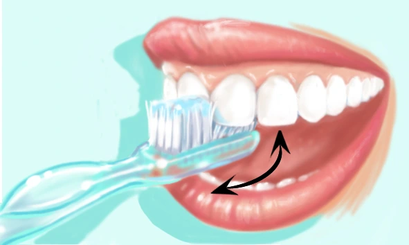 Technique de brossage des dents 4